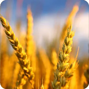 Corn