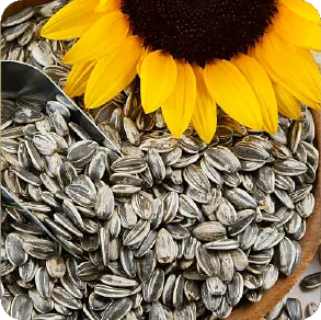 Coriander Seeds
