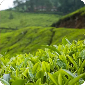 Cumin Seeds